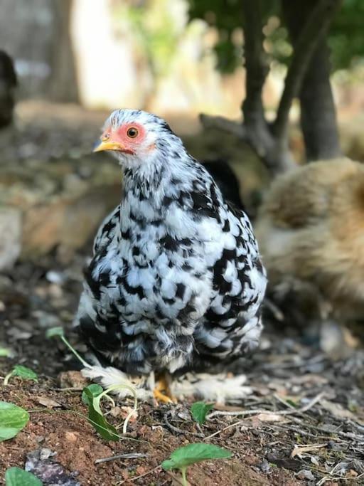 Santa Gertrudis  Casa Rosada - Gorgeous Family Finca Near Santa Gertrudisヴィラ エクステリア 写真