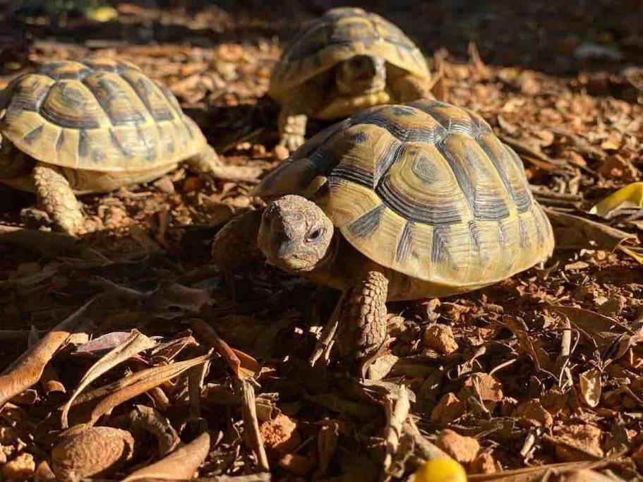 Santa Gertrudis  Casa Rosada - Gorgeous Family Finca Near Santa Gertrudisヴィラ エクステリア 写真